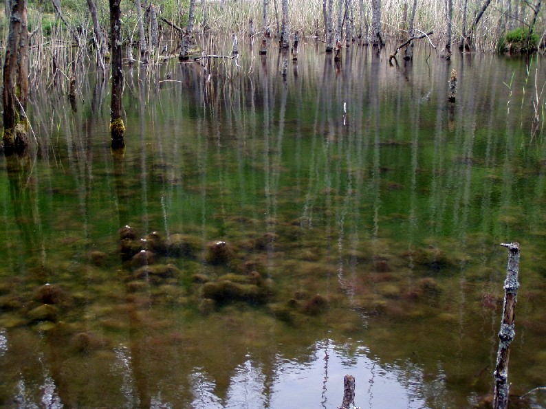 anfibi favolosi nel casentino